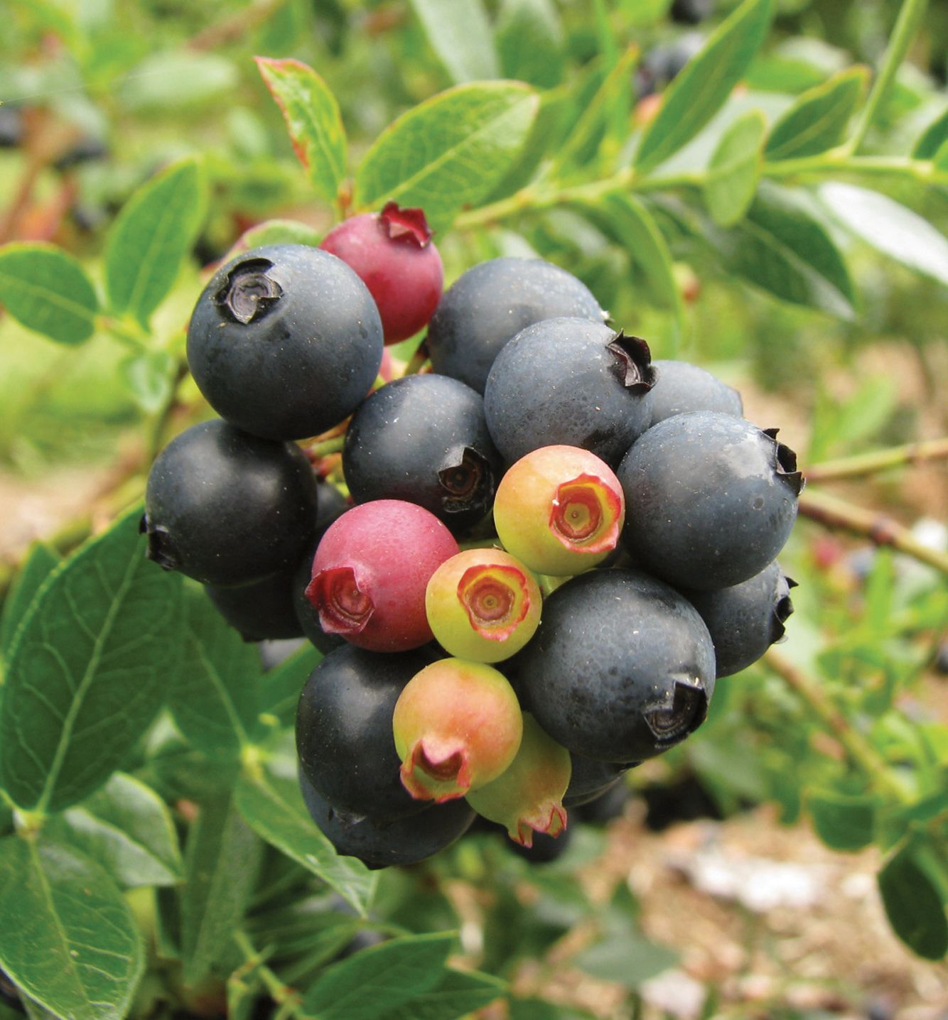 Blueberry Glaze® Blueberry (Bushel&Berry Natorp's Online Plant Store